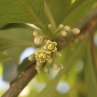 Iochroma arborescens (L.) J.M.H.Shaw